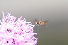 Schwebfliege im Anflug