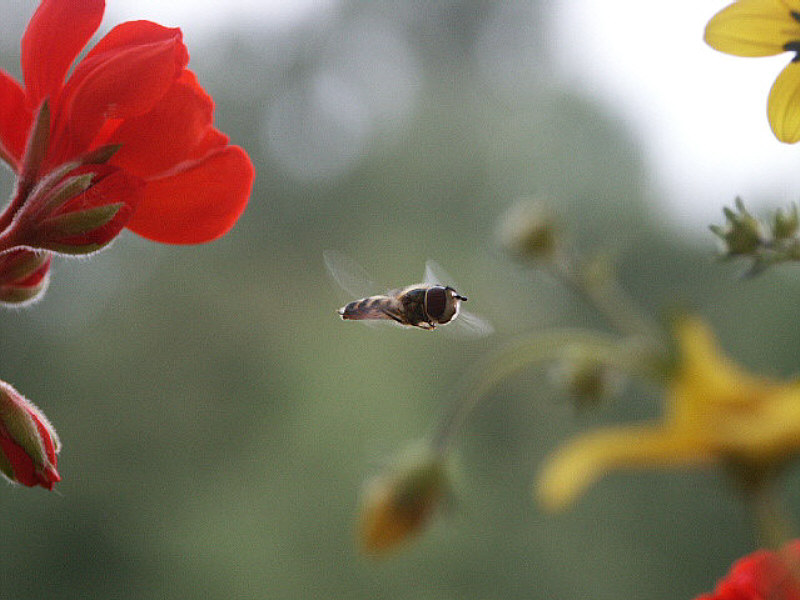 Schwebfliege im Anflug