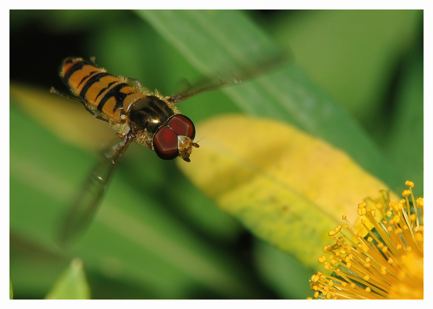 Schwebfliege im Anflug