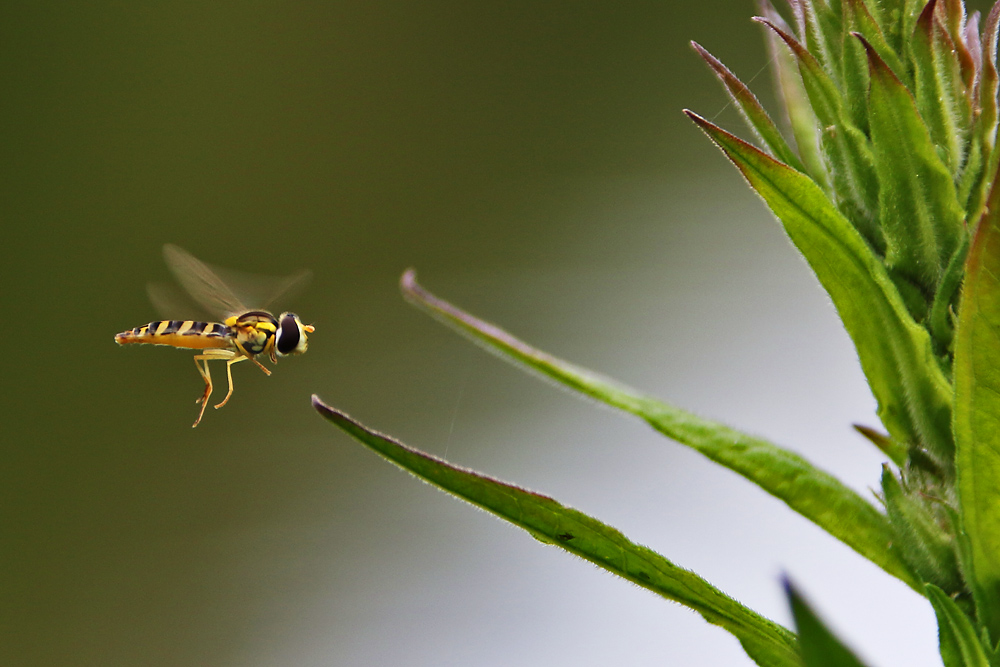 Schwebfliege im Anflug