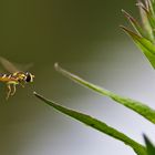 Schwebfliege im Anflug