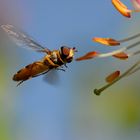 Schwebfliege im Anflug