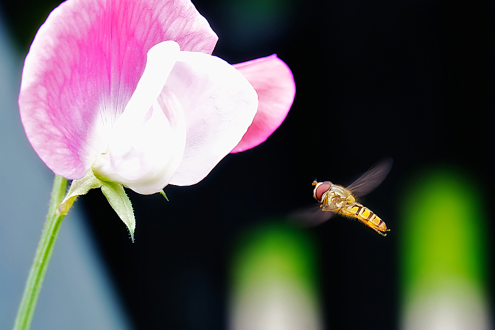 Schwebfliege im Anflug...