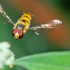 Schwebfliege im Anflug auf das Objekt der Begierde - Kamera oder Blüte ?