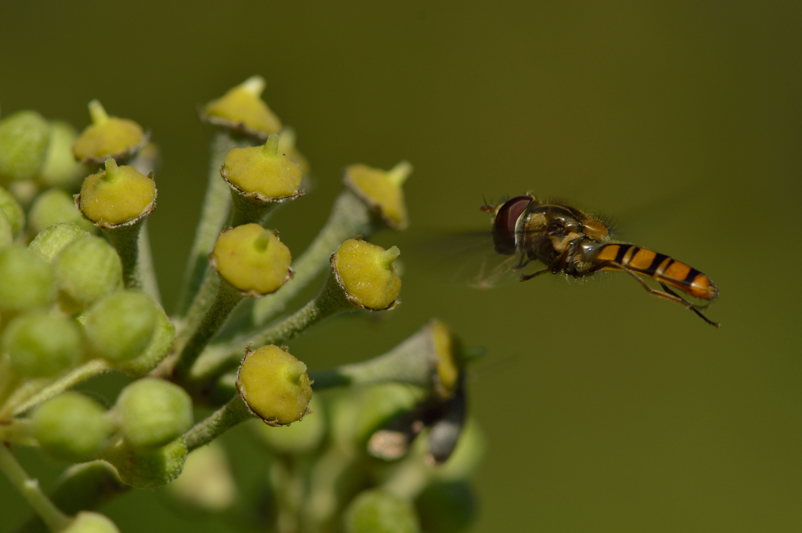 Schwebfliege im Anflug auf eine Efeublüte