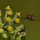 Schwebfliege im Anflug auf eine Efeublüte