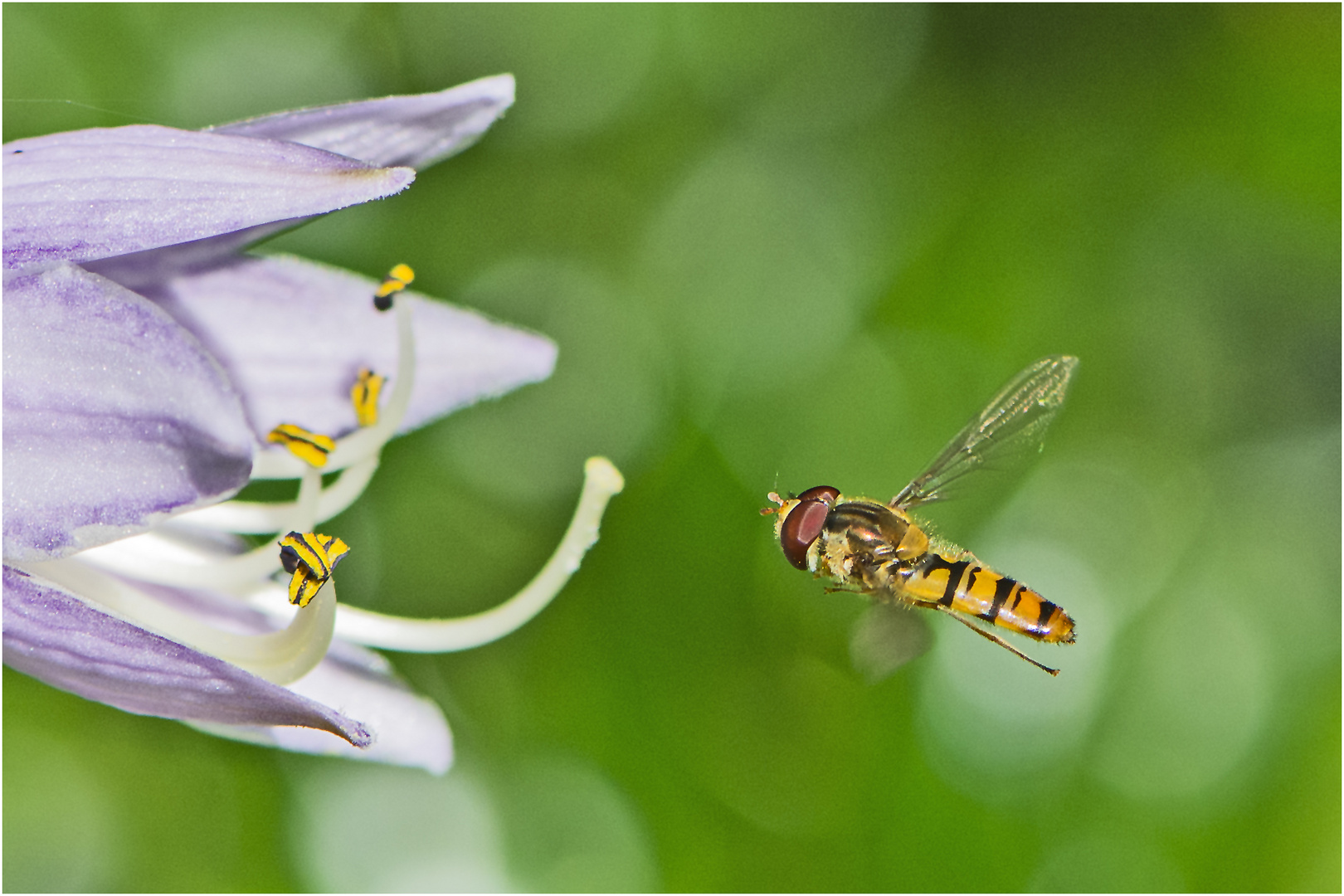 Schwebfliege im Anflug auf eine Hosta-Blüte