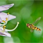 Schwebfliege im Anflug auf eine Hosta-Blüte