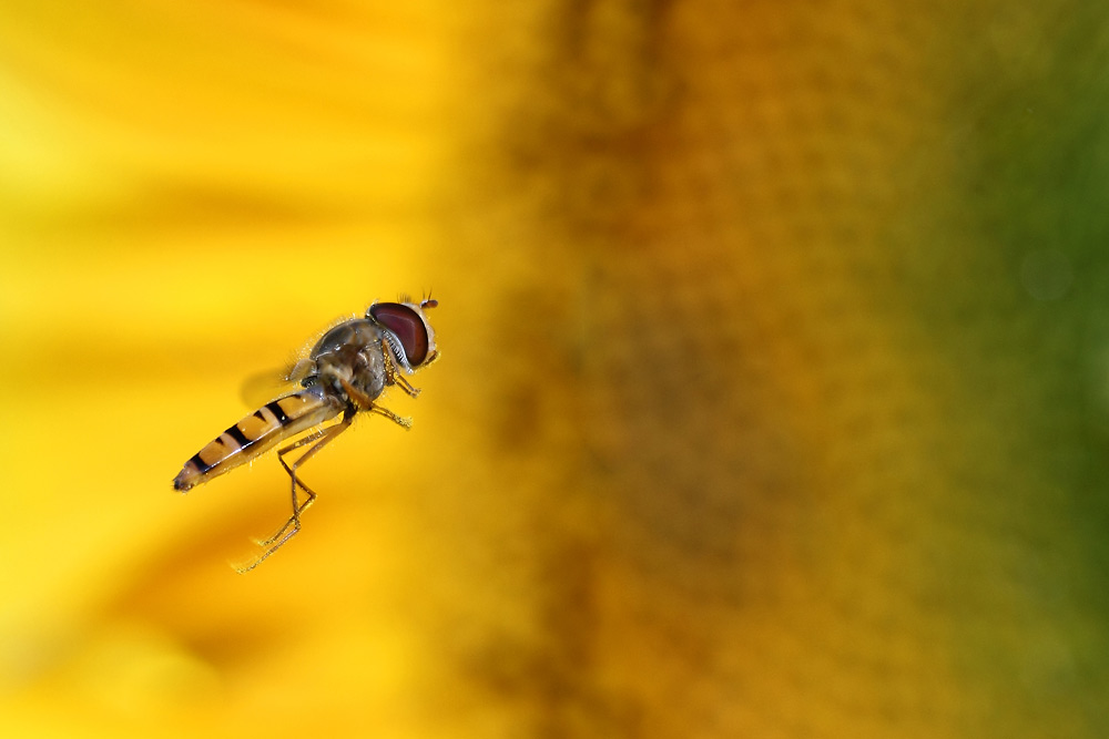 Schwebfliege im Anflug auf eine Sonnenblumenblüte