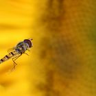 Schwebfliege im Anflug auf eine Sonnenblumenblüte