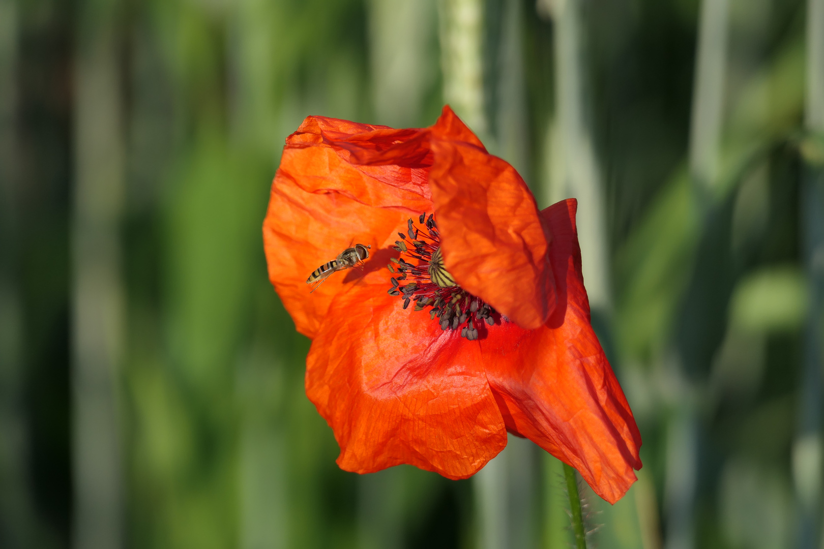 Schwebfliege im Anflug auf Moonblume