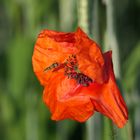 Schwebfliege im Anflug auf Moonblume