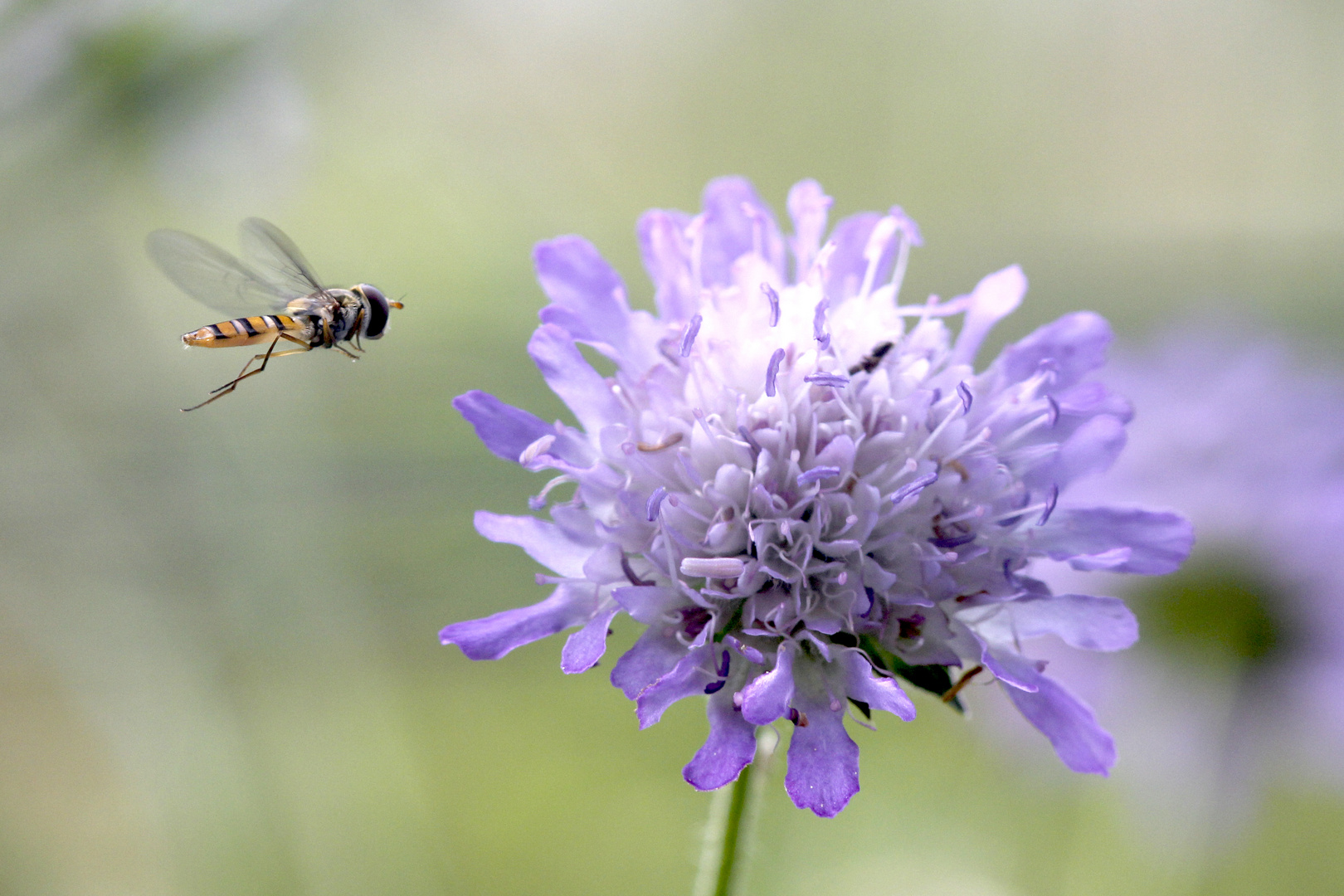 Schwebfliege im Anflug