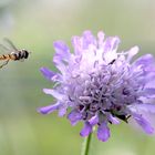 Schwebfliege im Anflug