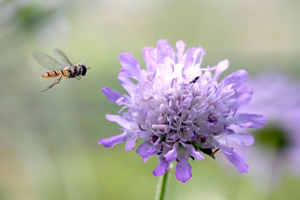 Schwebfliege im Anflug