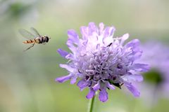 Schwebfliege im Anflug