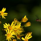 Schwebfliege im Anflug...