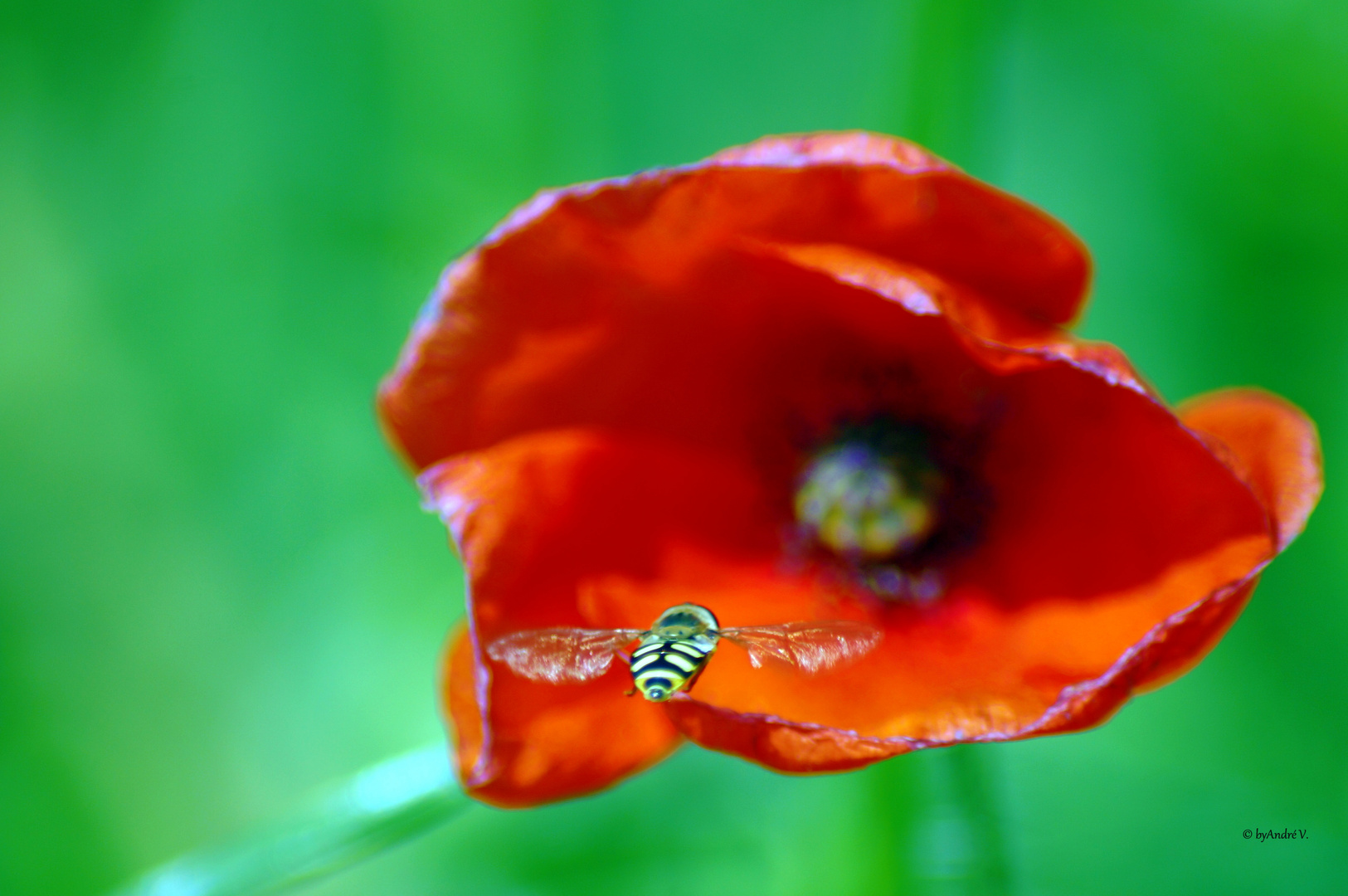 Schwebfliege im Anflug