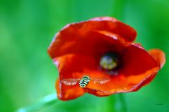 Schwebfliege im Anflug