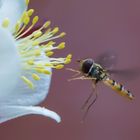 Schwebfliege im Anflug