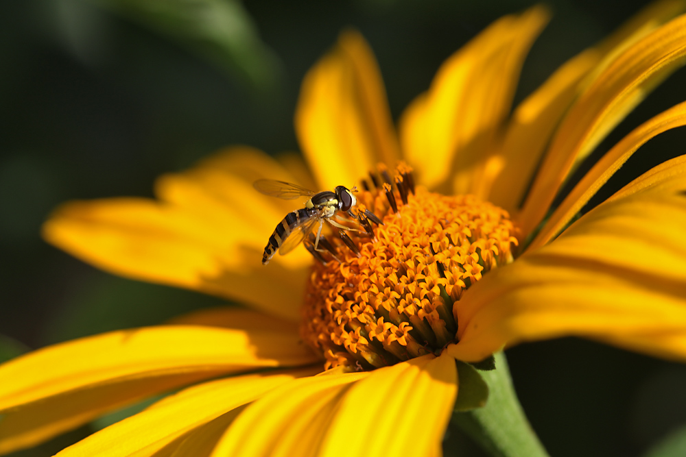 Schwebfliege im Ansitz an gelber Blütenpracht