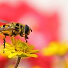 Schwebfliege im Ansitz auf einem Husarenköpfchen