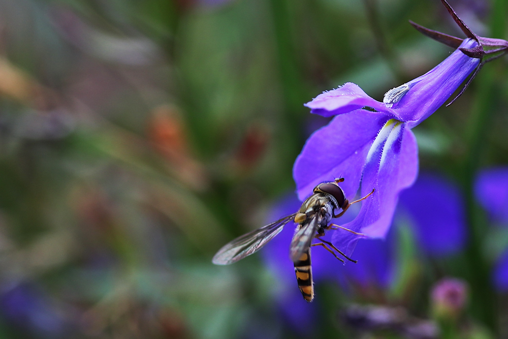 Schwebfliege im Ansitz