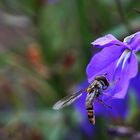 Schwebfliege im Ansitz