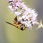 Schwebfliege im Baldrian