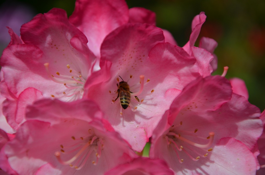 Schwebfliege im Blütenkelch