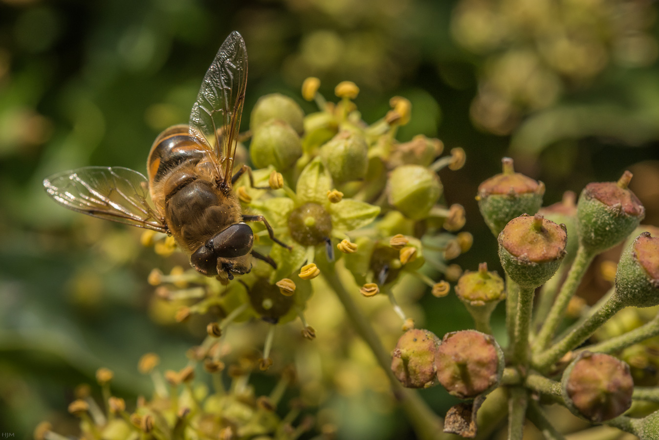 Schwebfliege im Efeu