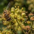 Schwebfliege im Efeu