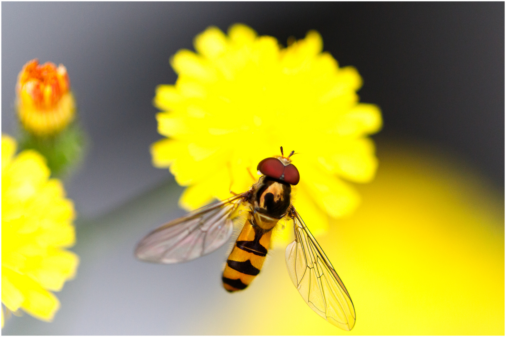 Schwebfliege im Einsatz