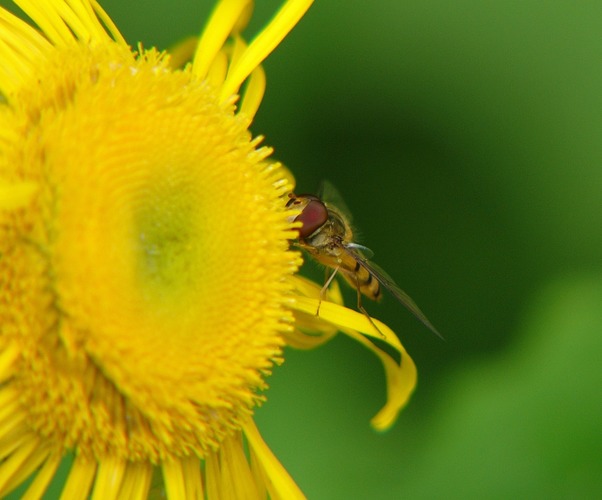 Schwebfliege im Einsatz