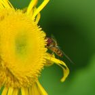 Schwebfliege im Einsatz