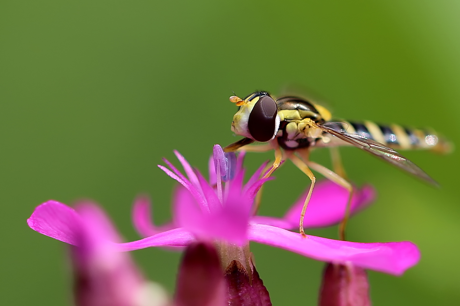 Schwebfliege im Farbenrausch;-)