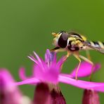 Schwebfliege im Farbenrausch;-)