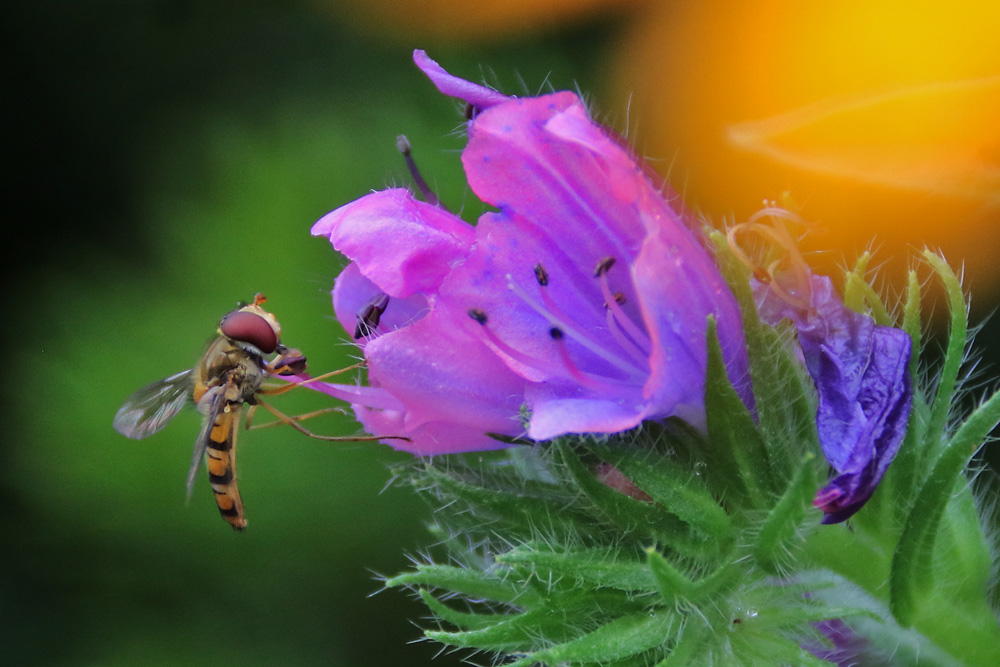 Schwebfliege im Farbenrausch