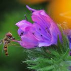 Schwebfliege im Farbenrausch