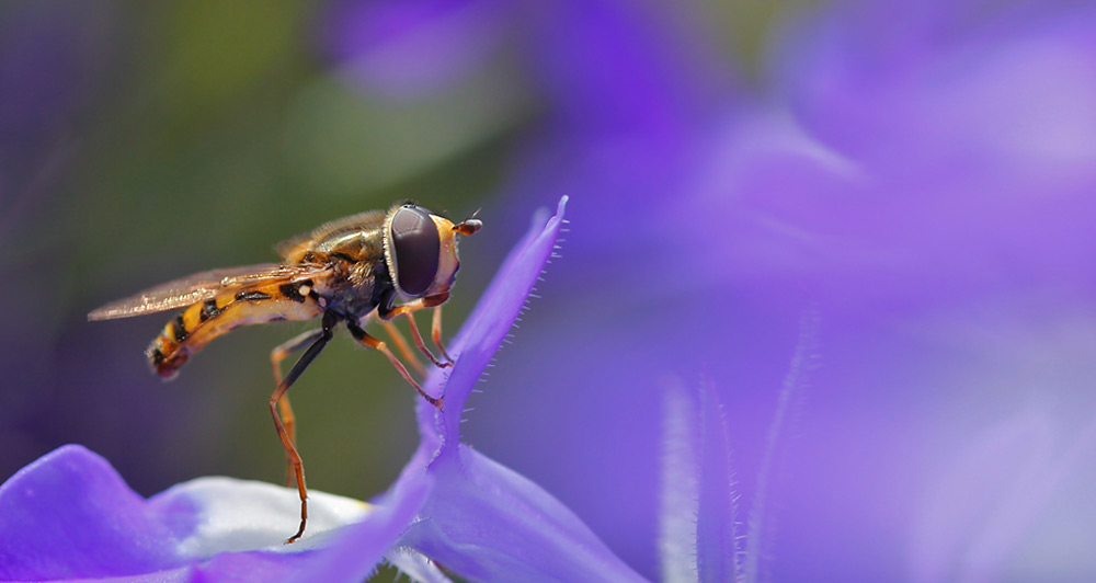 Schwebfliege im Farbenrausch.......