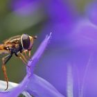 Schwebfliege im Farbenrausch.......