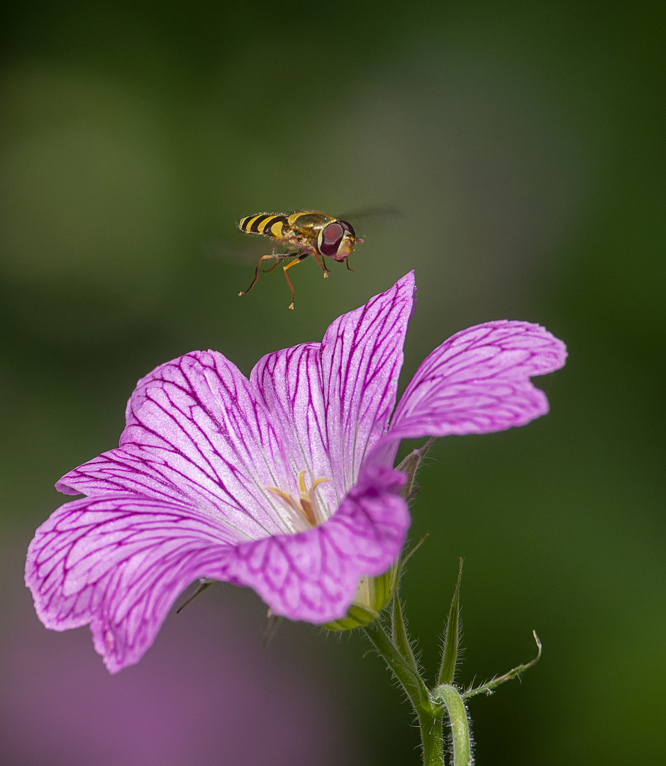 Schwebfliege im Flug