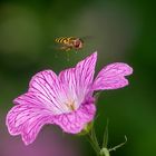 Schwebfliege im Flug