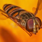 Schwebfliege im Flug