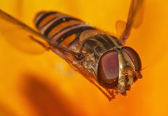 Schwebfliege im Flug