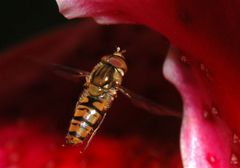 Schwebfliege im Flug