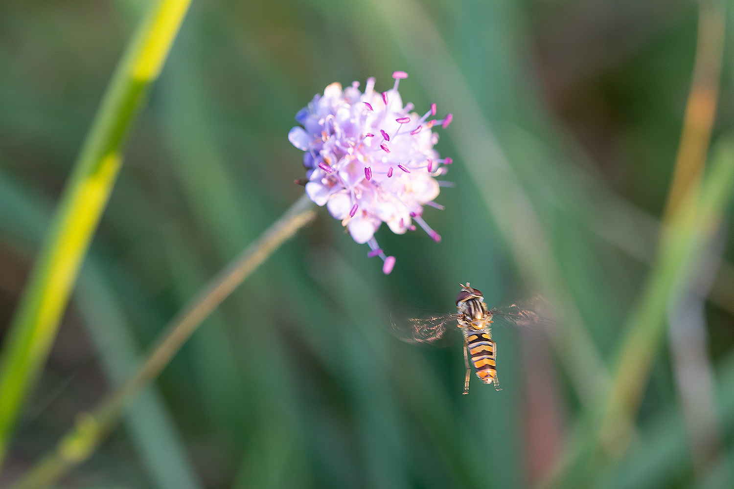 Schwebfliege im Flug