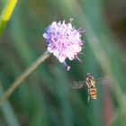 Schwebfliege im Flug