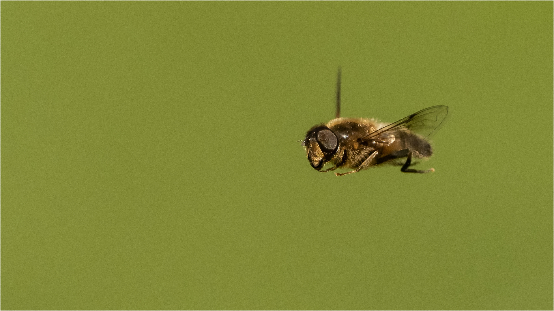 Schwebfliege im Flug  .....