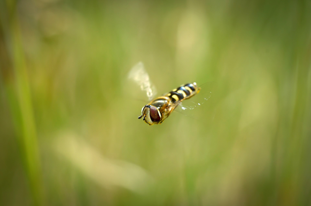 Schwebfliege im Flug